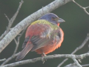 Painted Bunting      