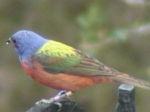 Painted Bunting        