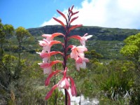 South African flower  