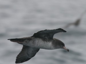 Pink-footed Shearwater 