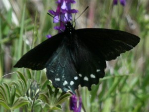 Pipevine Swallowtail, female