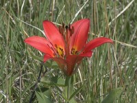 Prairie Lily 