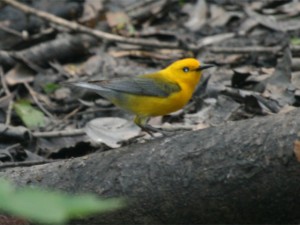 Prothonotary Warbler          