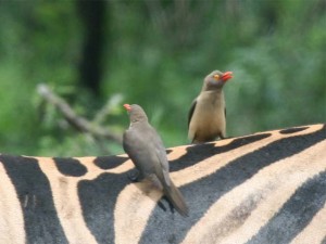 Red-billed Oxpecker 