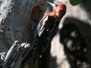 Red-breasted Sapsucker  