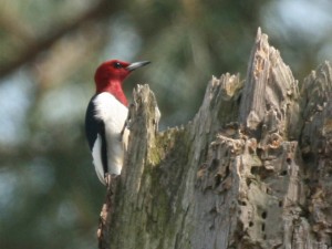 Red-headed Woodpecker 