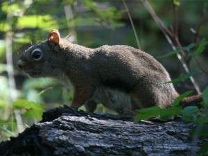 Red Squirrel  