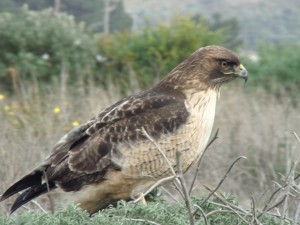 Redtailed Hawk   