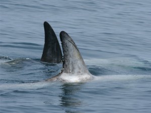 Risso's Dolphins 