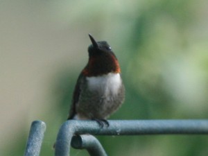 Ruby-throated Hummingbird  