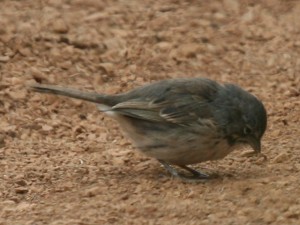 Sage Sparrow        