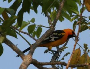 Spot-breasted Oriole        