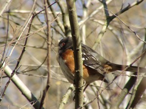 Spotted Towhee        