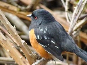 Spotted Towhee           