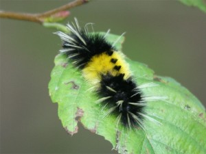 Spotted Tussock Moth    