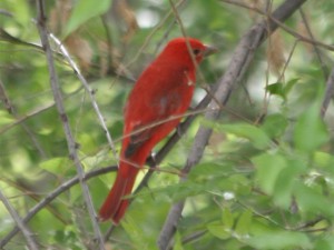 Summer Tanager            