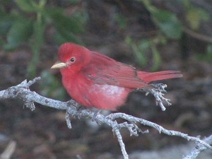 Summer Tanager     