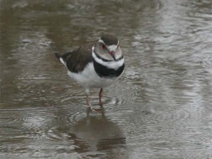 Three-banded Plover  