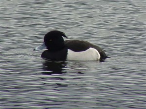 Tufted Duck  