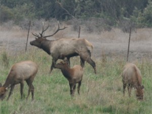Tule Elk  
