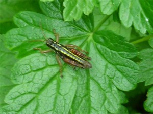 Two-striped Grasshopper  