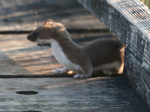 Long-tailed Weasel   