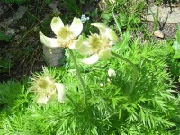 Western Pasque Flower  