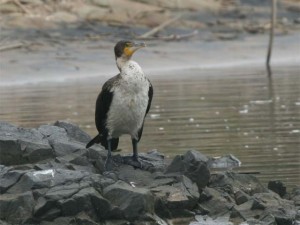 White-breasted Cormorant     