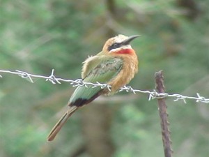 White-fronted Beeeater  