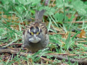 White-throated Sparrow       