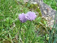 Wild Chives      