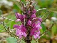 Wooly Lousewort  