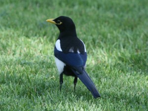 Yellow-billed Magpie          