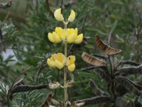 Yellowbush Lupine     