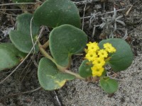 Yellow Sand Verbena      
