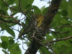 Yellow-throated Vireo             