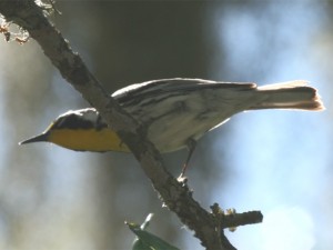 Yellow-throated Warbler          