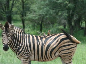 Zebra with Red-billed Oxpeckers