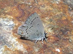 Western Tailed-Blue 