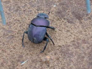 Dung Beetle 
