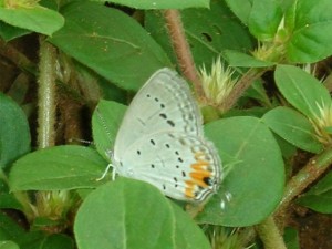 Tailed Meadow Blue 