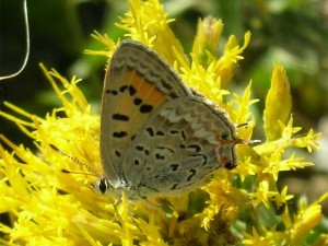 Tailed Copper   