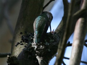 Anna's Hummingbird feeding 