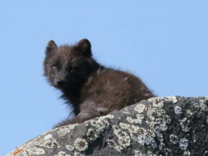 Arctic Fox, summer fur      