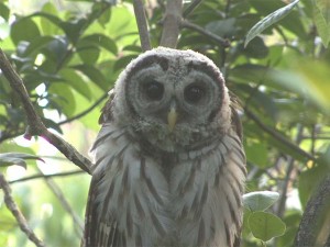 Barred Owl   