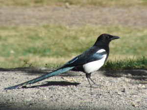 Black-billed Magpie           