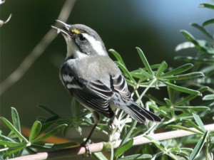 Black-throated Gray Warbler     
