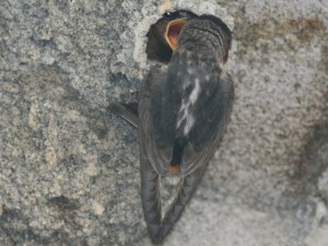 Cliff Swallow         