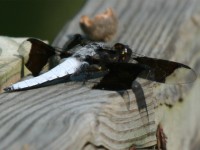Common Whitetail                                      