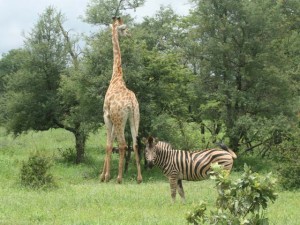 Giraffe & Zebra  